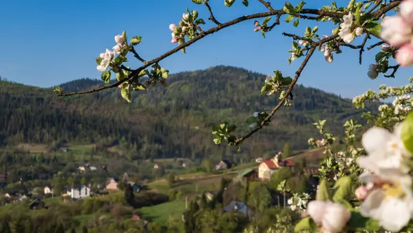ilkbaharda çiçek açan güzel elma ağacı