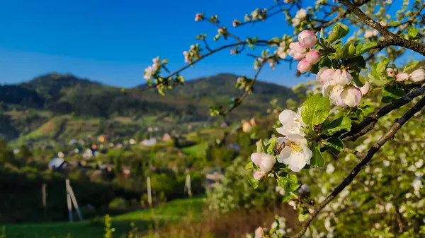 Parktaki güzel çiçekler.