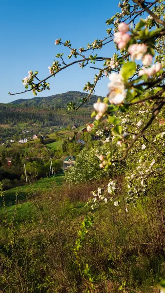 İlkbaharda güzel çiçekler