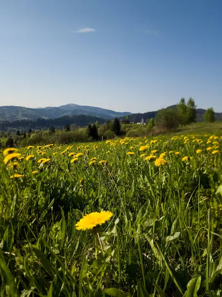 Sarı çiçekler ve mavi gökyüzü