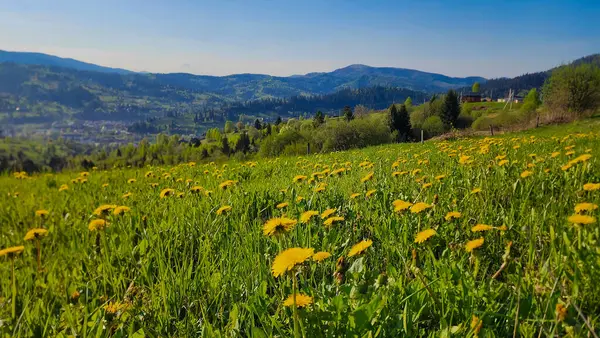 Çiçeklerle dolu güzel bir manzara.