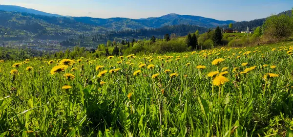 Dağlarda yaz manzarası, güzel doğa, çiçekler ve bitkiler