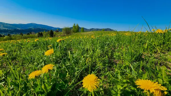 Tarladaki güzel çiçekler