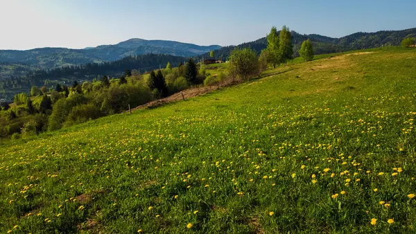 Dağlarda çiçek açan güzel yaz manzarası