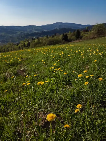Yeşil çayırda sarı çiçekler.