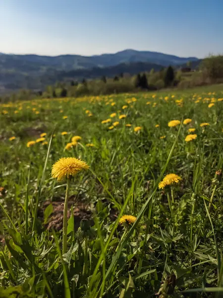 Güzel bir bahar manzarası olan bir çayırda sarı çiçekler.