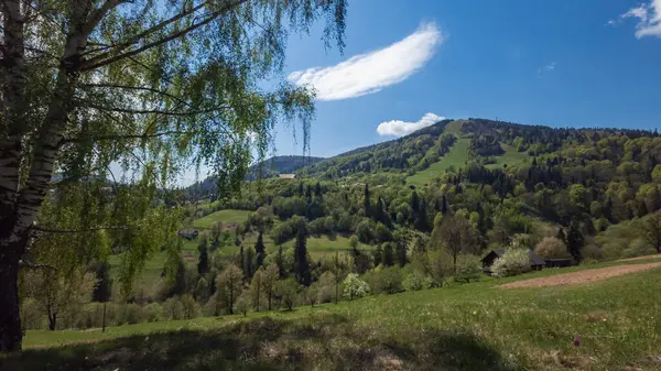 Dağlarda yeşil orman ve ağaçlar