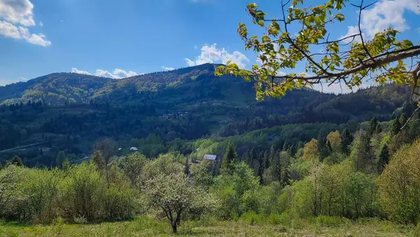 Bir sürü ağacı olan yeşil bir ormanın güzel bir görüntüsü.