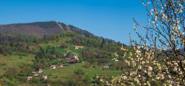 Çiçek açan çiçekler, güzel bahar yatay