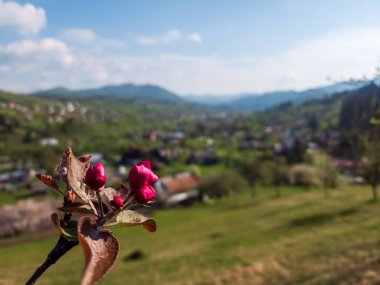 Bahçede kırmızı gül.