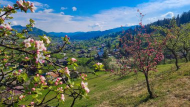 Rusya 'nın kuzeyindeki Kotor köyünün dağlarında ilkbaharda açan kiraz ağaçları.