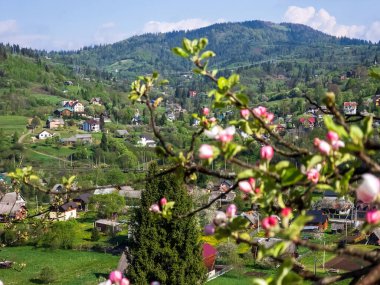 Dağlarda güzel çiçekler