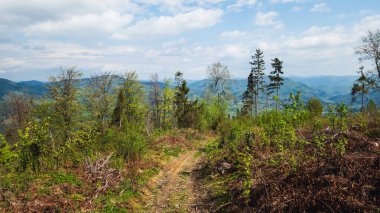 Ağaçlı güzel bir manzara..