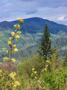 Czech Cumhuriyeti 'nin bahar manzarası.