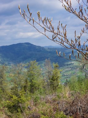 Ormanda bir ağaçla bahar manzarası