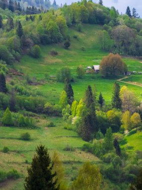 Ağaçları ve yeşil otları olan güzel bir manzara.