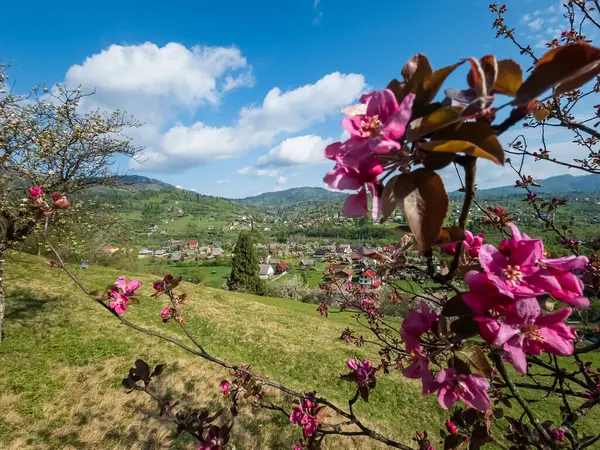 Bahçede güzel bahar çiçekleri