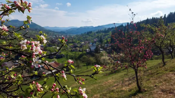 Dağların arka planında güzel bahar çiçekleri.