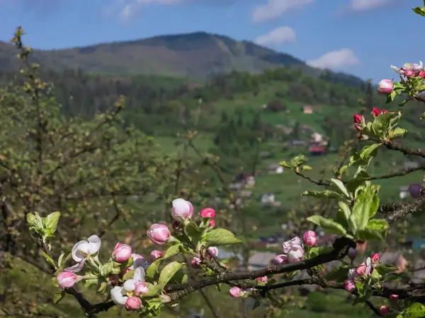 Bahçede çiçeklerle çiçek açan kiraz ağacı