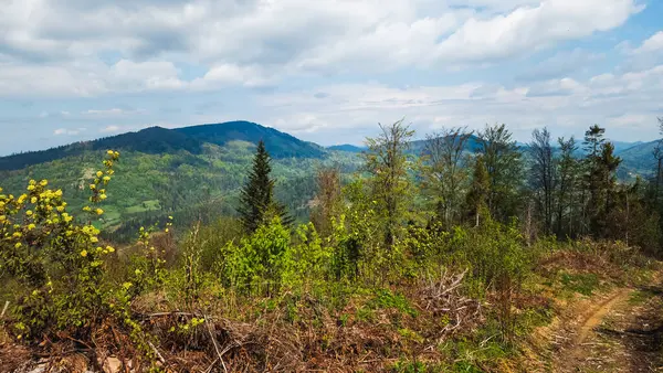 Dağlarda yeşil çimenler olan güzel yaz manzarası