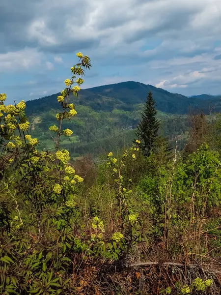 Ormanda bir ağacı olan güzel bir manzara.