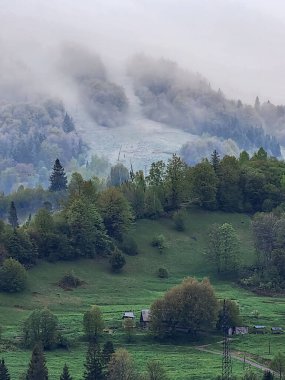 güzel dağ manzarası ile orman