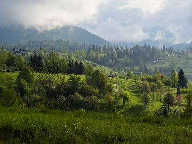 Bir köyde yeşil çayır