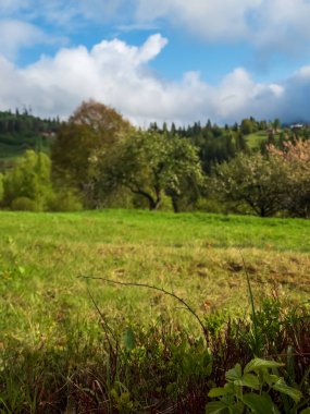 Kırsalda güzel manzaralı yeşil çayır.