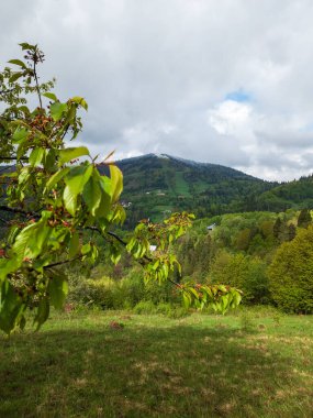 Bahar mevsiminde yeşil ağaçlar ve dağ ormanları