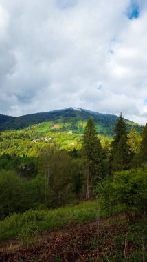 Ormanın güzel manzarası