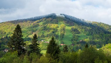 Yeşil ormanlı dağ manzarası