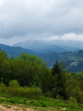 Gökyüzü bulutlu yeşil bir ormanın güzel bir görüntüsü.
