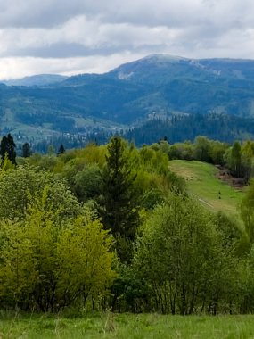 Ormandaki yeşil tepelerin güzel manzarası.