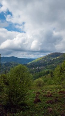 Güzel yeşil orman bulutlu bir günde, doğa