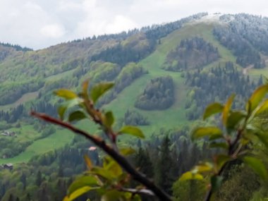 Dağlardaki yeşil orman