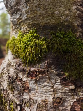Ağaçta yosun kaplı yosun.