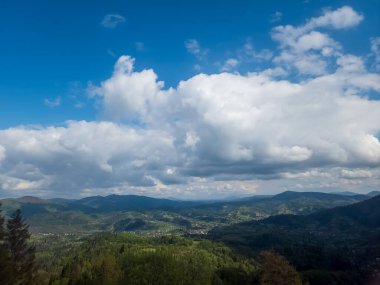Ormanın güzel manzarası