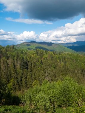 Güneşli bir günde ormanın güzel bir görüntüsü.
