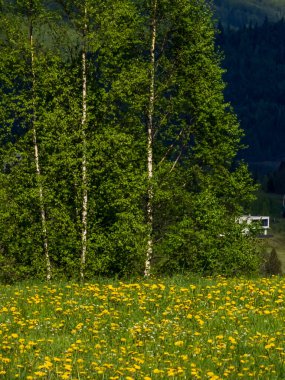 Çiçek tarlası olan güzel bir manzara