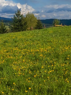 Önünde büyük bir çimen ve büyük sarı çiçekler olan güzel bir çayır manzarası. Yaz ve doğal manzara konsepti.