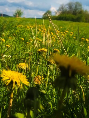çiçek açan dandelions alan