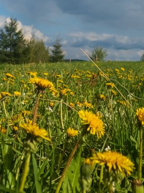 Sarı çiçekli güzel bir tarla