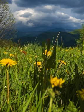 Dağlardaki güzel çiçeklerin dikey görüntüsü.