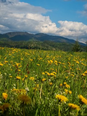 Karpat Dağlarının güzel manzarası