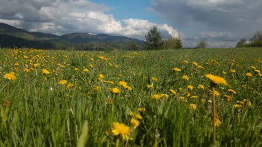 Ukrayna 'daki Karpatlar' ın güzel yaz manzarası