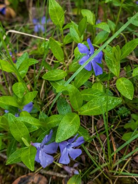 Yazın ormanda mavi çiçekler