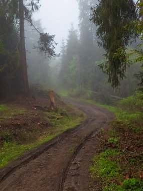 Ağaçlarla çevrili bir orman yolunun dikey görüntüsü.