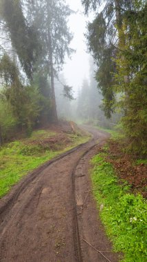 Ormanın güzel manzarası