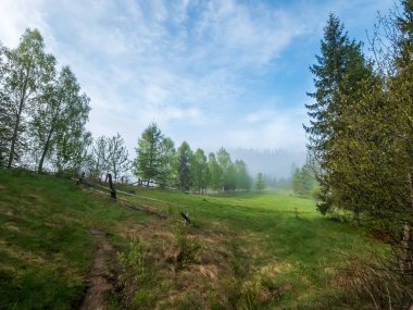 İlkbaharda yeşil orman ve ağaçlar