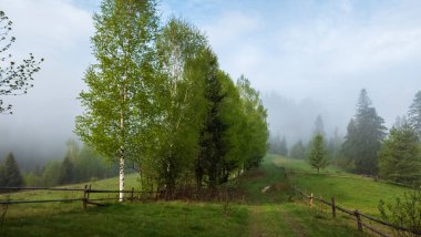 ormandaki yeşil çimen